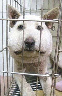 虐狗头条,揭开人性的黑暗面