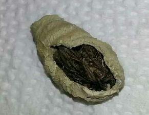 网红三坨土,网络红人的崛起与影响力