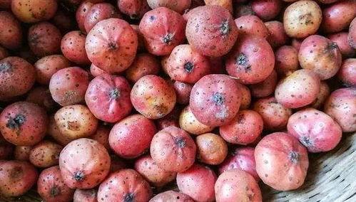 贵州都匀网红小桃子图片,贵州田园风光中的甜蜜诱惑