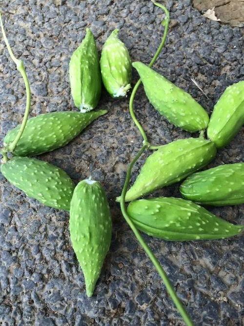 孕妇可以吃瓜毛果吗,孕妇适量食用瓜毛果的益处与注意事项