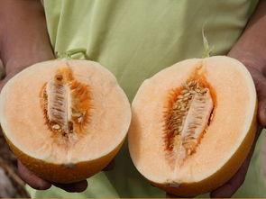 为什么每天吃甜蜜瓜,揭秘日常饮食中的天然甜蜜秘密